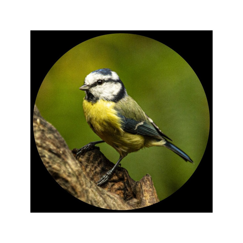 Décoration OiseauxPresse-papiers verre oiseau mesange bleue 3dMouseion collection -PNAT05 3dMouseion