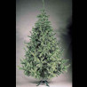 Sapin de Noël 210 cm Professionnel Sapin Douglas Vert 