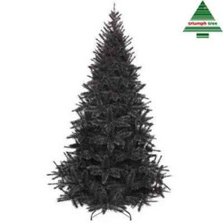 Sapin noir Arbre Noel bristlecone fir h155 d99 tips 438 -399315 sur Ambiance Plaisir