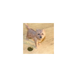 Chien Cairn LP11209 sur Ambiance Plaisir