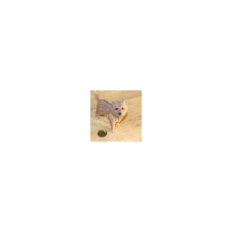 Chien Cairn LP11209 sur Ambiance Plaisir