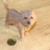 Chien Cairn LP11209 sur Ambiance Plaisir