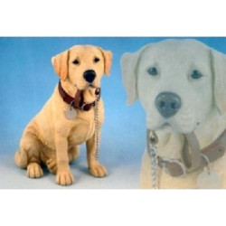 Chien Labrador sable assis moyen modèle LP13135 sur Ambiance Plaisir
