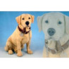 Chien Labrador sable assis moyen modèle LP13135 sur Ambiance Plaisir