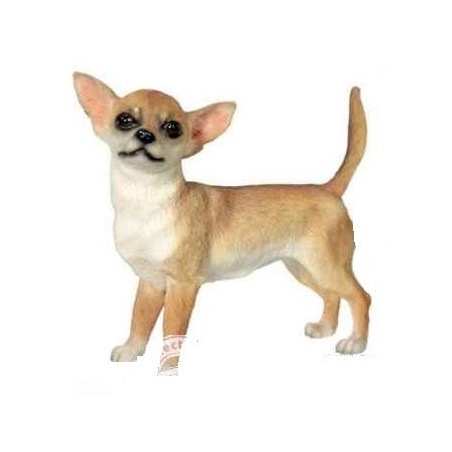 Chien Chihuahua poils courts LP1354