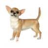 Chien Chihuahua poils courts LP1354